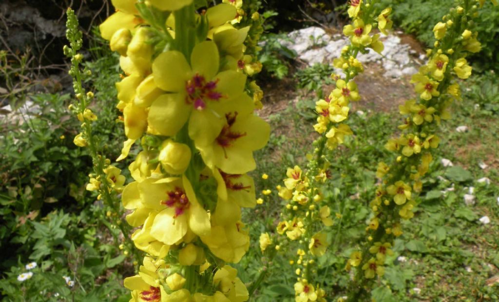 Dalla Slovenia: quale Verbascum?