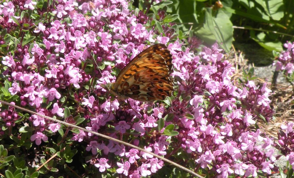 Nymphalidae: Clossiana titania?  S !