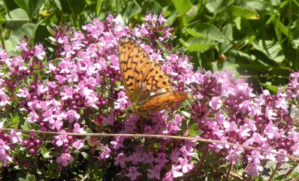 Nymphalidae: Clossiana titania?  S !