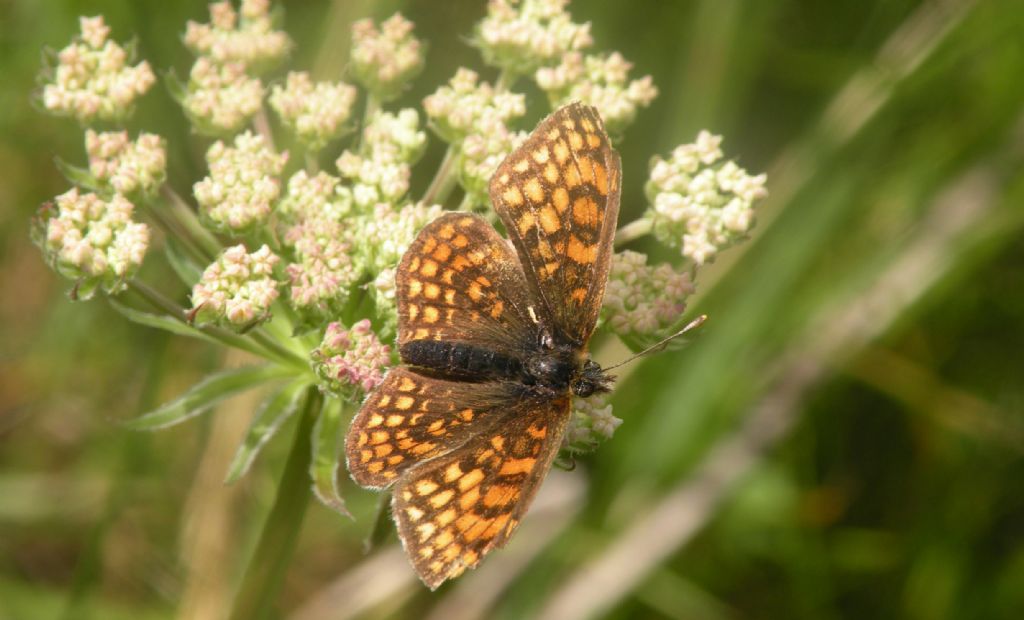 Nymphalinae dal Gran Paradiso:  Melitaea celadussa