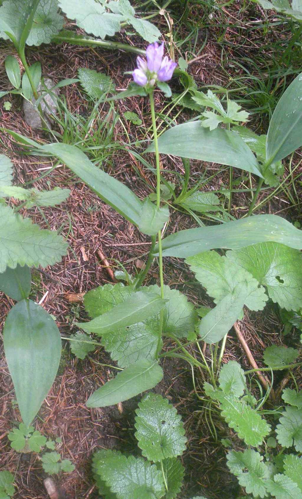 Dalla Val di Fiemme: Campanula o Gentiana? Campanula glomerata