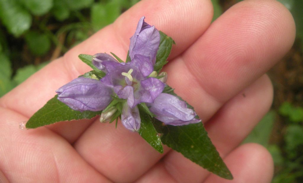 Dalla Val di Fiemme: Campanula o Gentiana? Campanula glomerata