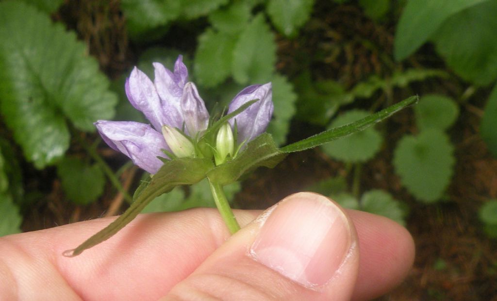 Dalla Val di Fiemme: Campanula o Gentiana? Campanula glomerata