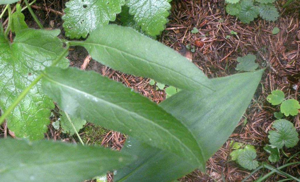 Dalla Val di Fiemme: Campanula o Gentiana? Campanula glomerata