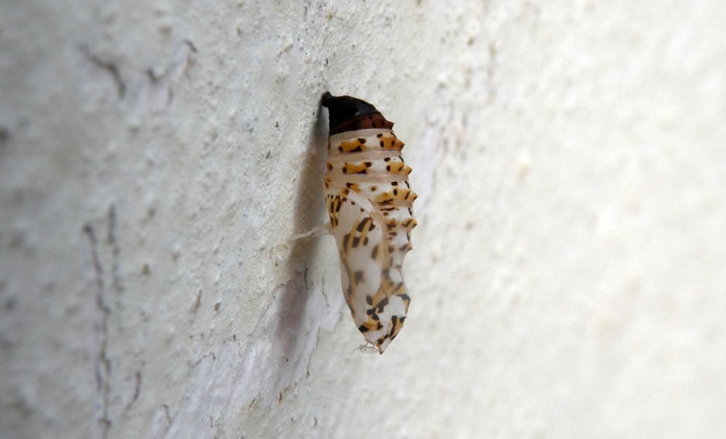 Pupa di Nymphalidae? S, di Melitaea sp.