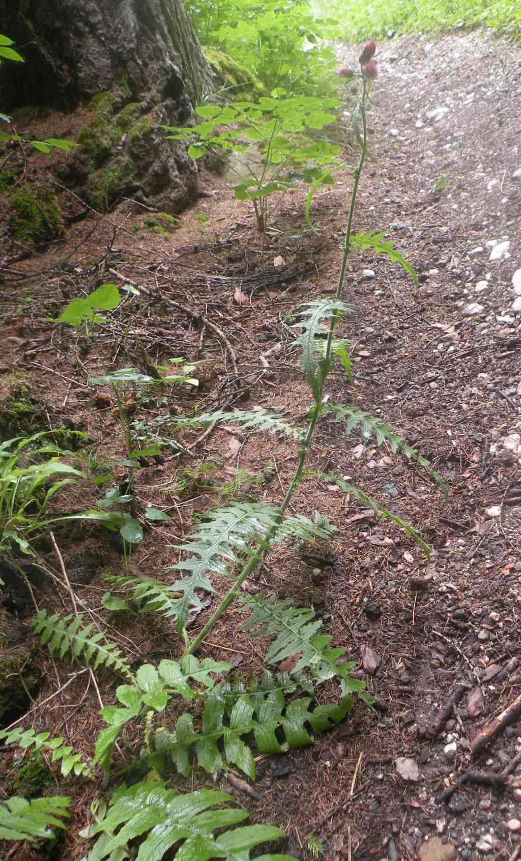 Forse un Cirsium?  S, Cirsium cfr. palustre