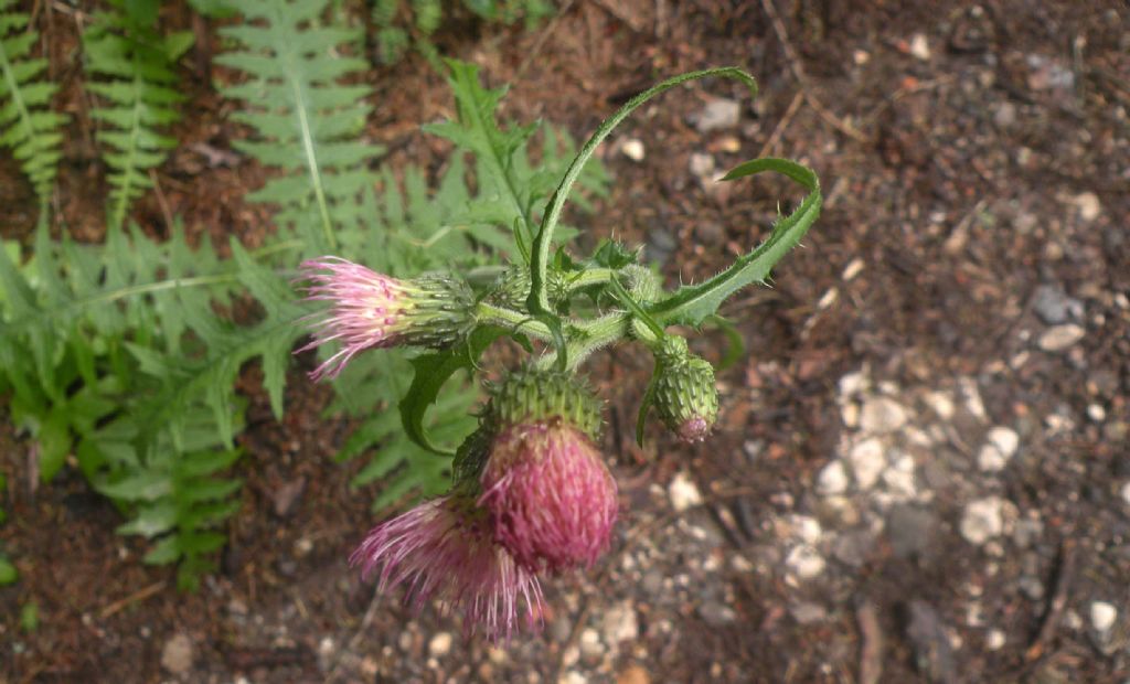 Forse un Cirsium?  S, Cirsium cfr. palustre