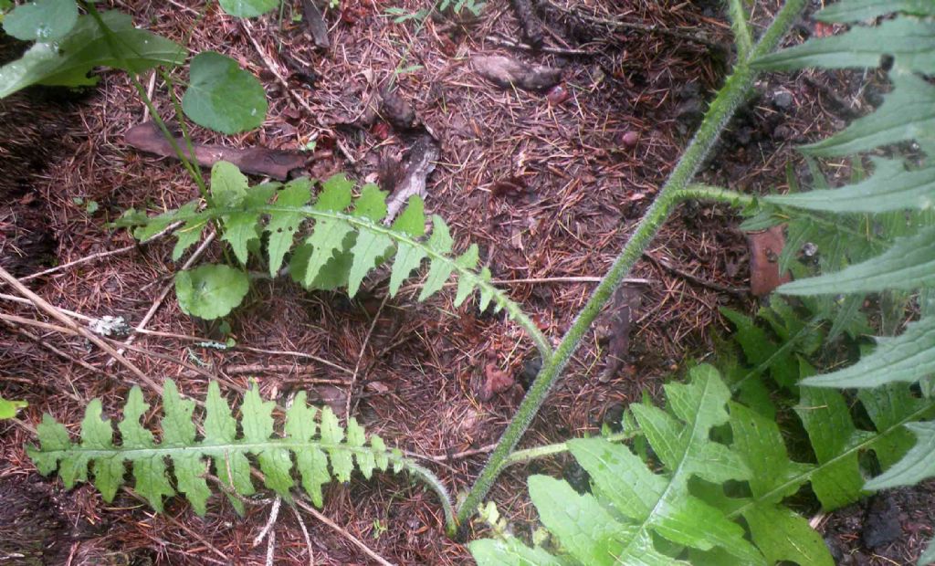 Forse un Cirsium?  S, Cirsium cfr. palustre