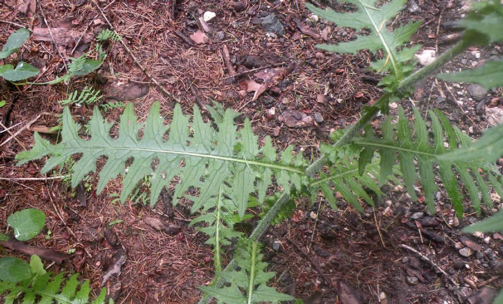 Forse un Cirsium?  S, Cirsium cfr. palustre