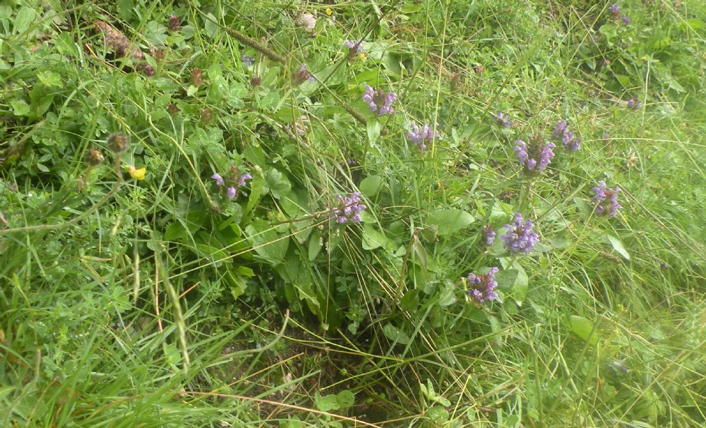 Val Venegia: Prunella vulgaris?  Prunella grandiflora