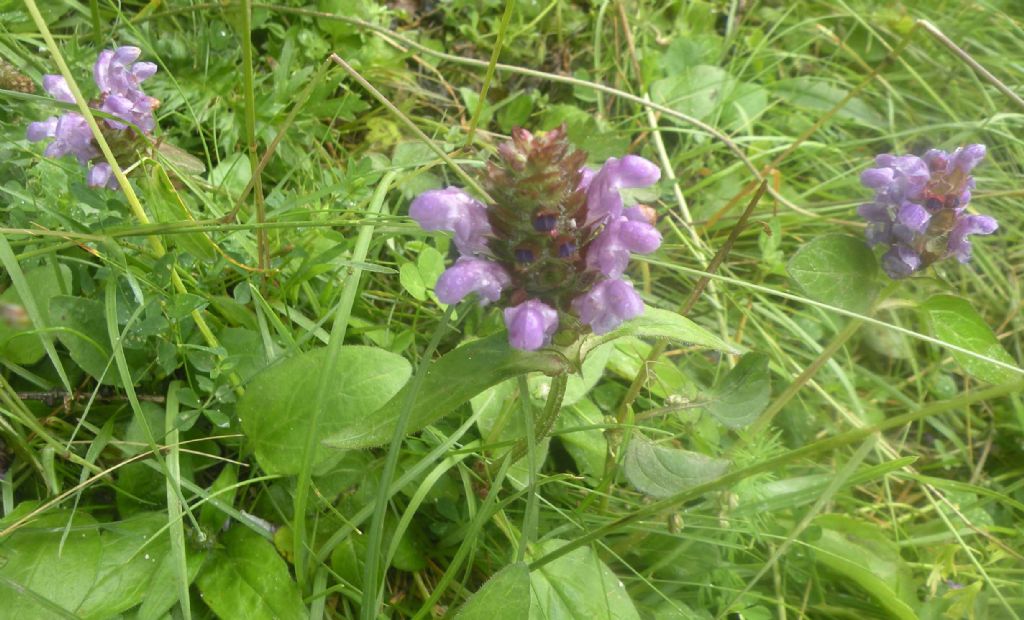 Val Venegia: Prunella vulgaris?  Prunella grandiflora