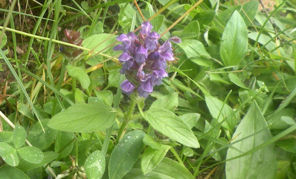 Val Venegia: Prunella vulgaris?  Prunella grandiflora