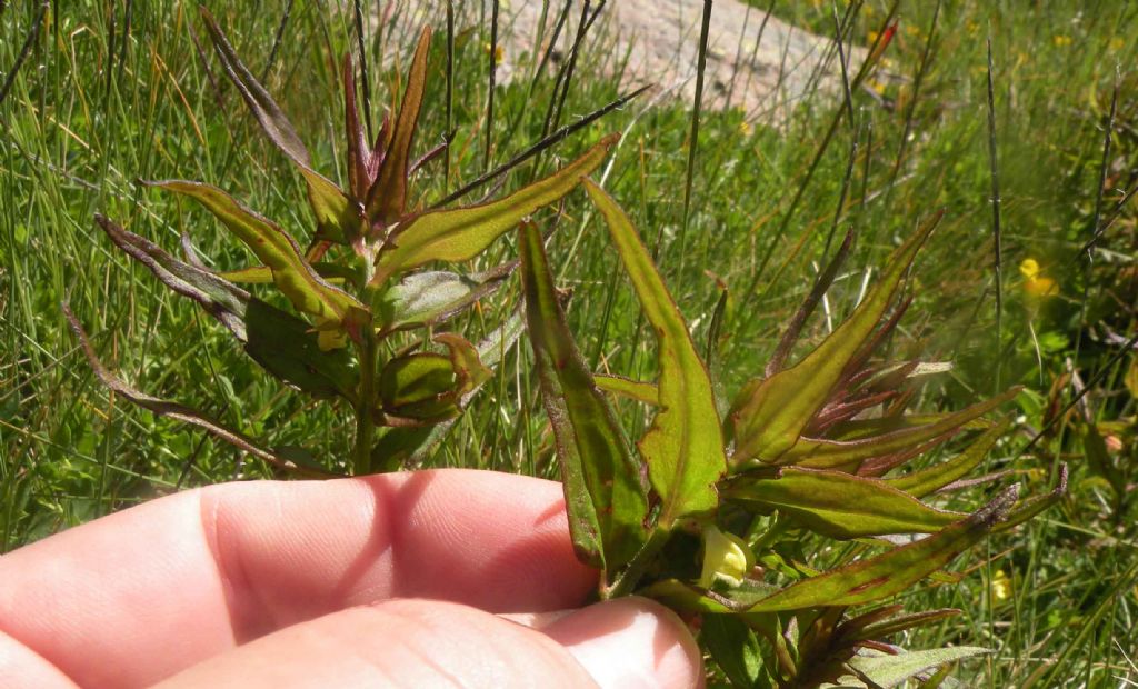 Melampyrum sylvaticum?  S