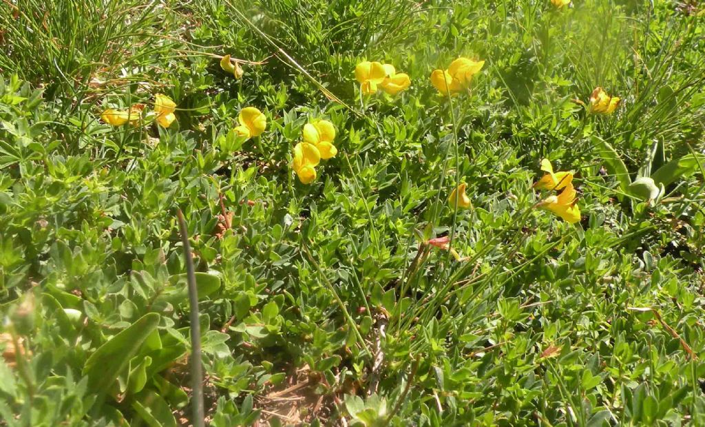 Lotus corniculatus ? S