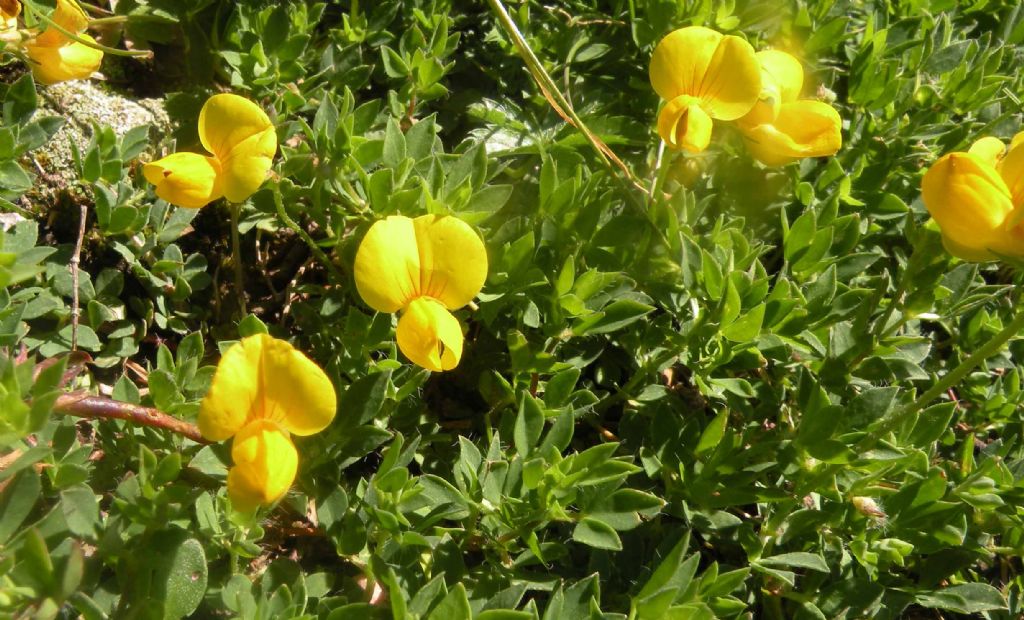 Lotus corniculatus ? S