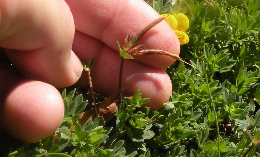 Lotus corniculatus ? S