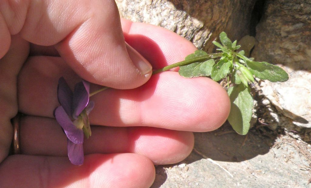 Viola dalla Val d''Aosta