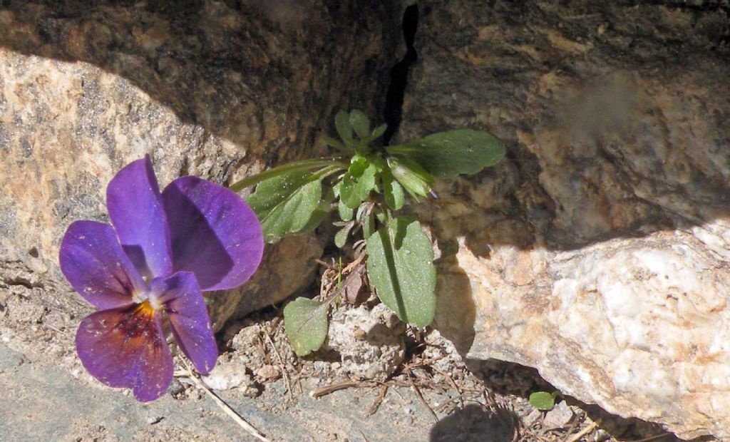 Viola dalla Val d''Aosta