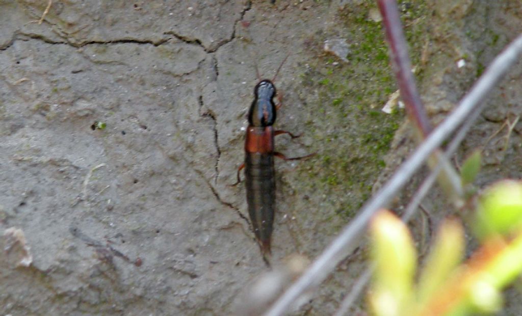 Staphylinidae Staphylininae?  S, Quedius sp.