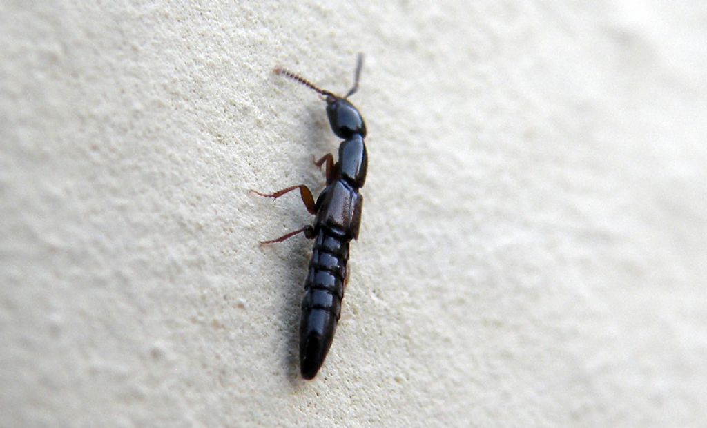 Staphylinidae trib Xantholinini