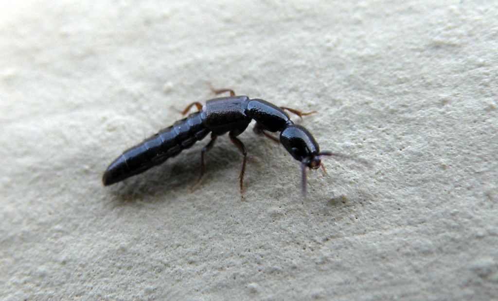 Staphylinidae trib Xantholinini