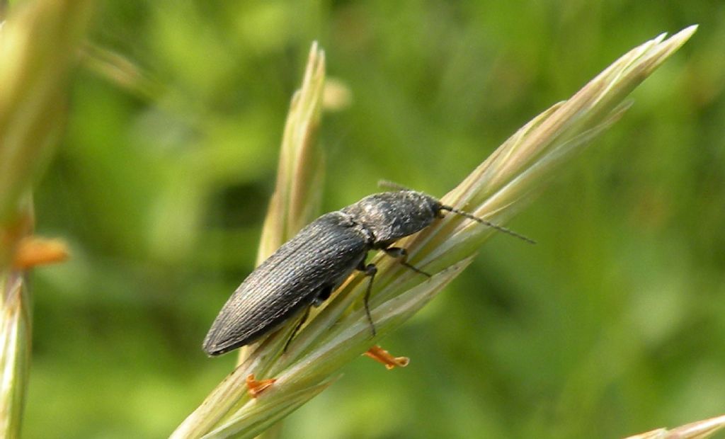 Elateridae: Cidnopus sp.