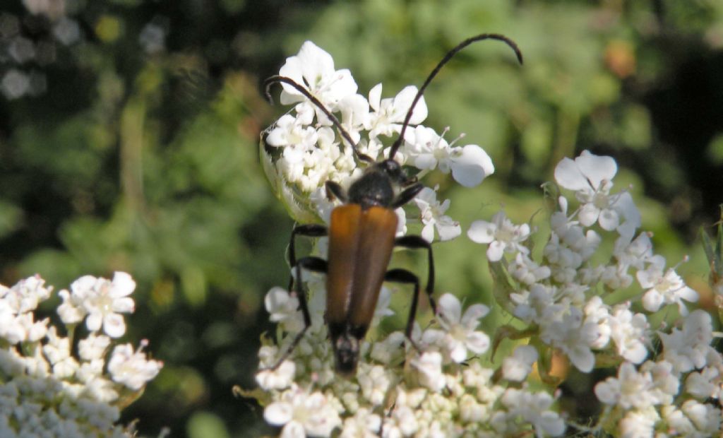 Anastrangalia cfr. dubia? No, Paracorymbia fulva, maschio