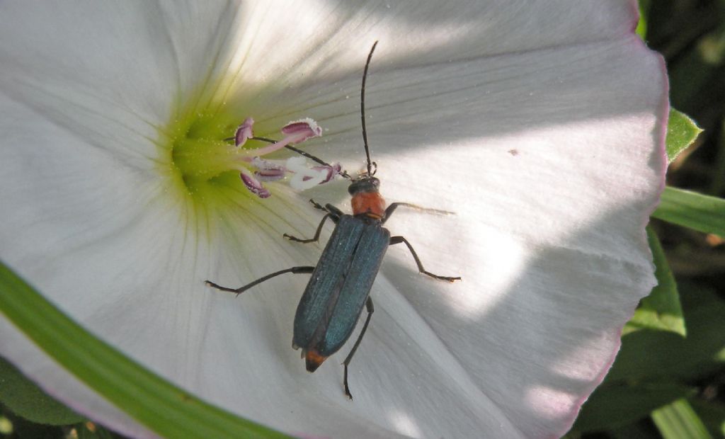 Oedemeridae: Anogcodes ruficollis, femmina? S.