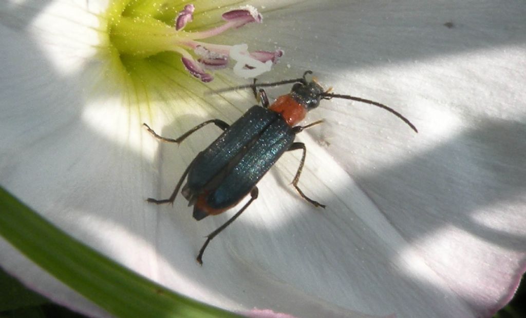 Oedemeridae: Anogcodes ruficollis, femmina? S.