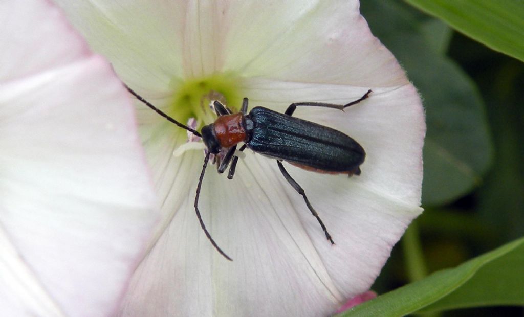 Oedemeridae: Anogcodes ruficollis, femmina? S.