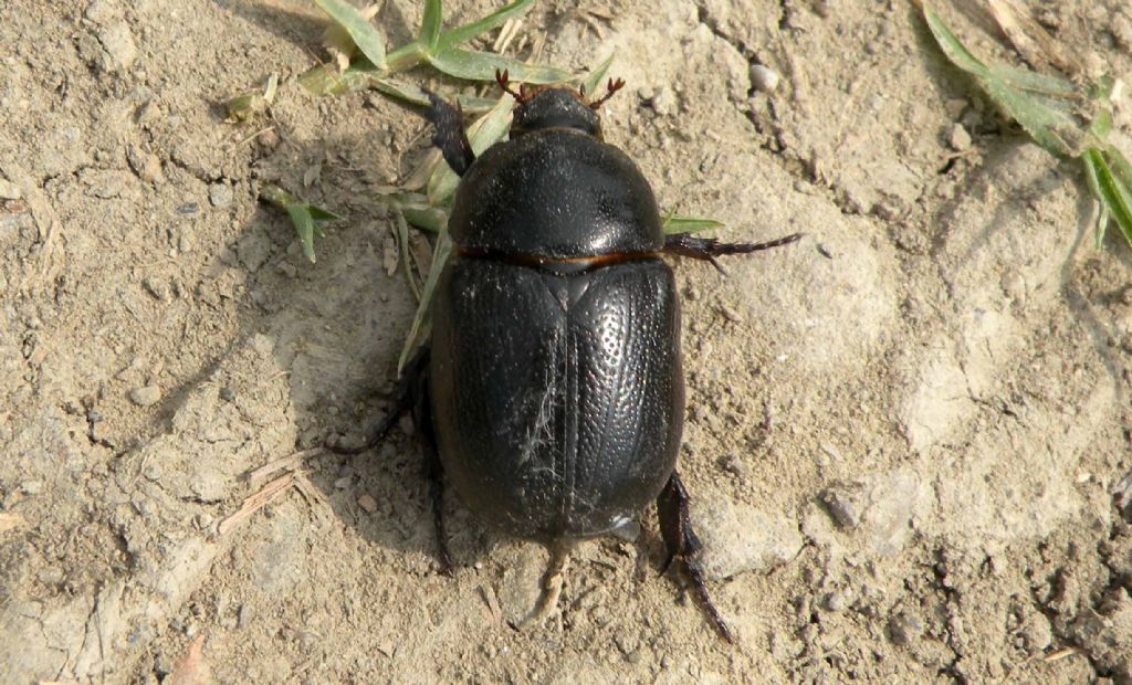 Guarda chi si rivede: Pentodon bidens punctatum