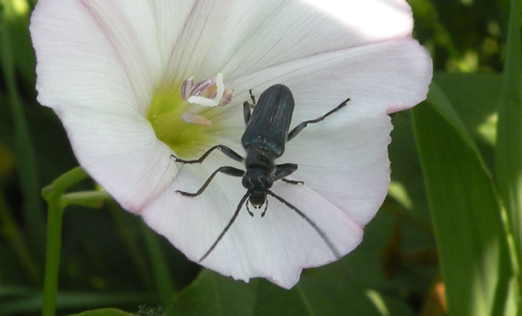 Oedemeridae: Oedemera lurida? No, maschio di Anogcodes ruficollis