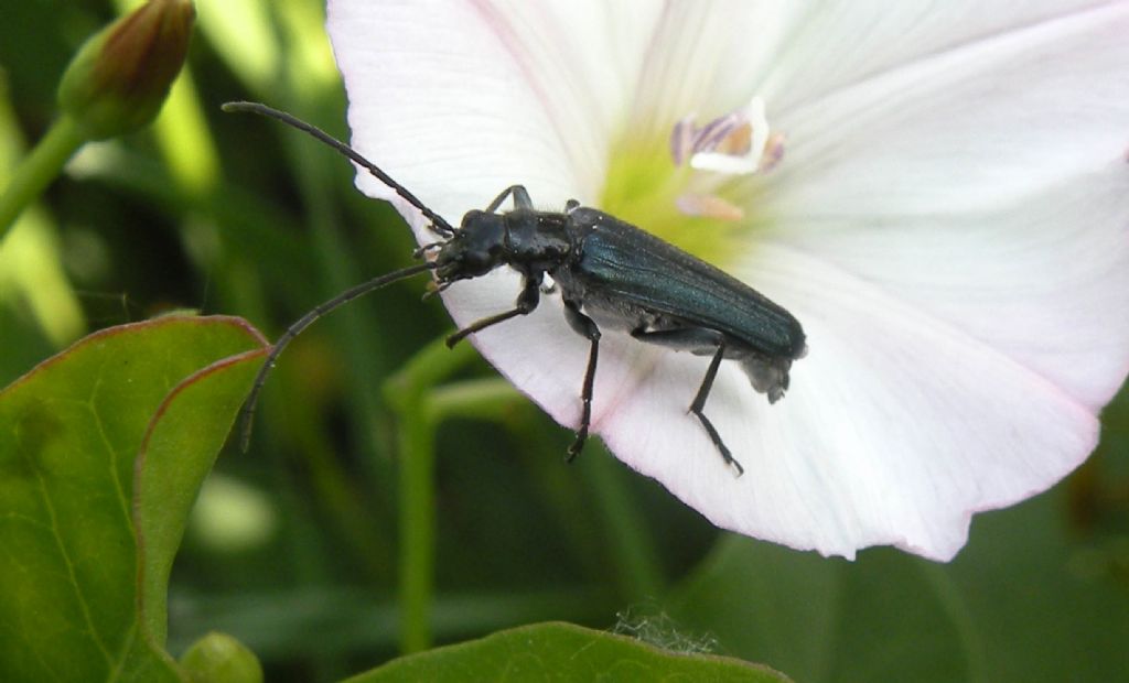 Oedemeridae: Oedemera lurida? No, maschio di Anogcodes ruficollis