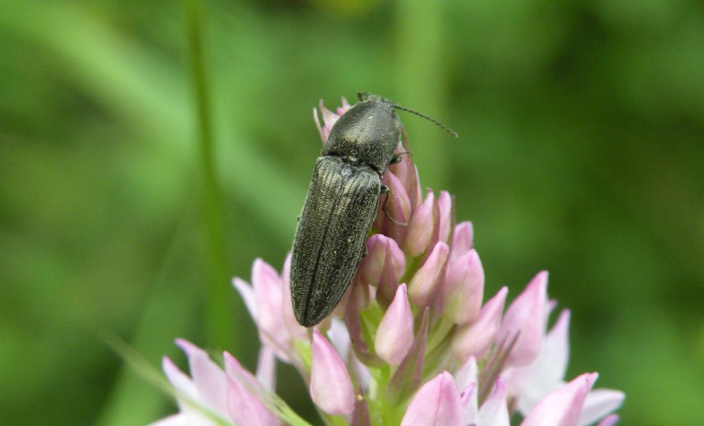 Sicuramente un Elateridae: Cidnopus cfr. pilosus