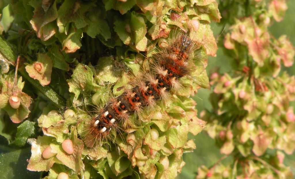 Bruco su Rumex sp - Acronicta rumicis