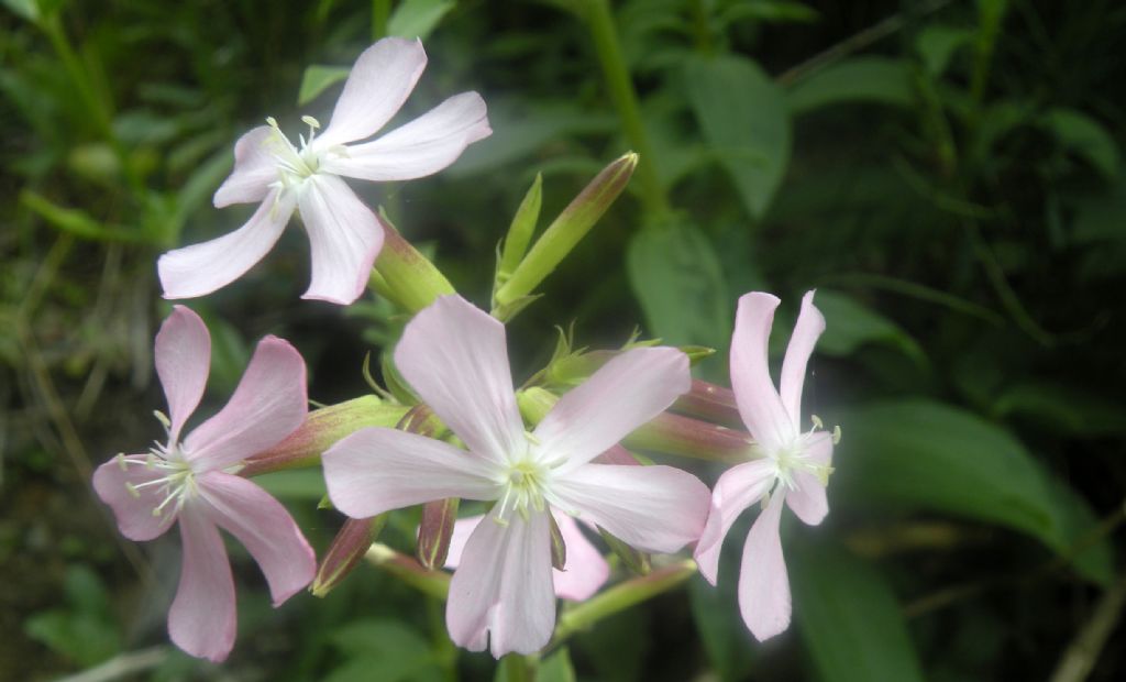 Saponaria officinalis