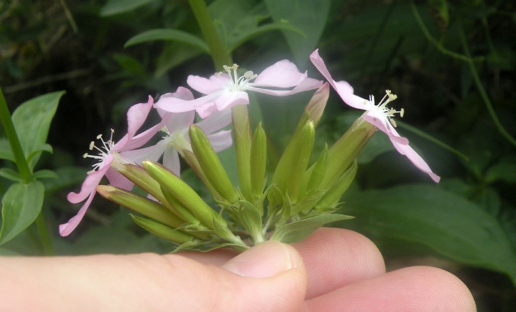 Saponaria officinalis