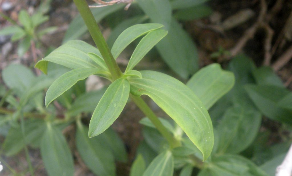 Saponaria officinalis