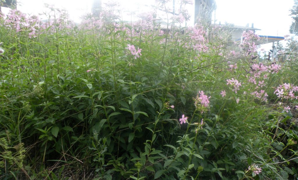 Saponaria officinalis