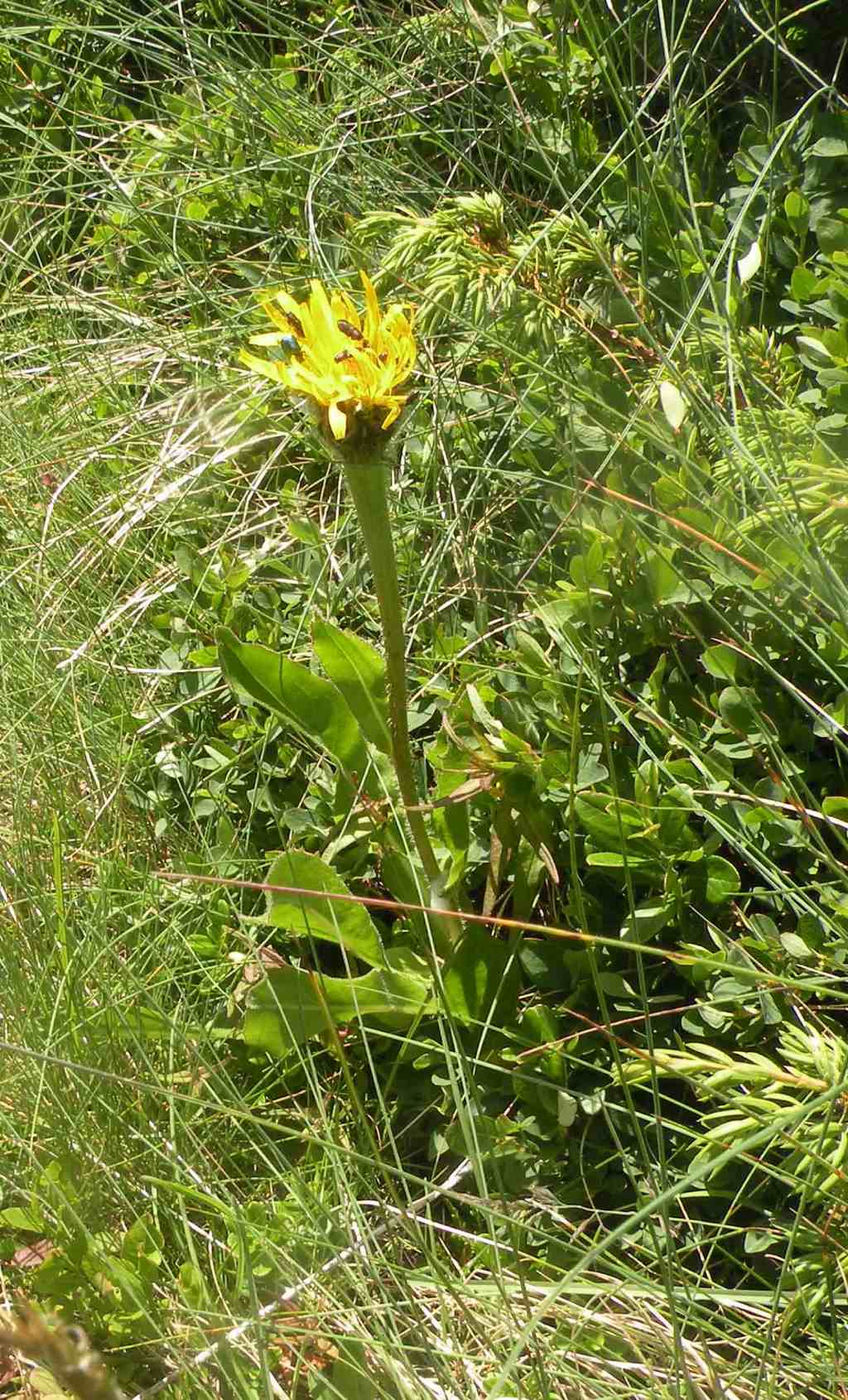 Potrebbe essere Arnica montana?  No, Hypochaeris uniflora