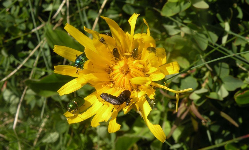 Potrebbe essere Arnica montana?  No, Hypochaeris uniflora