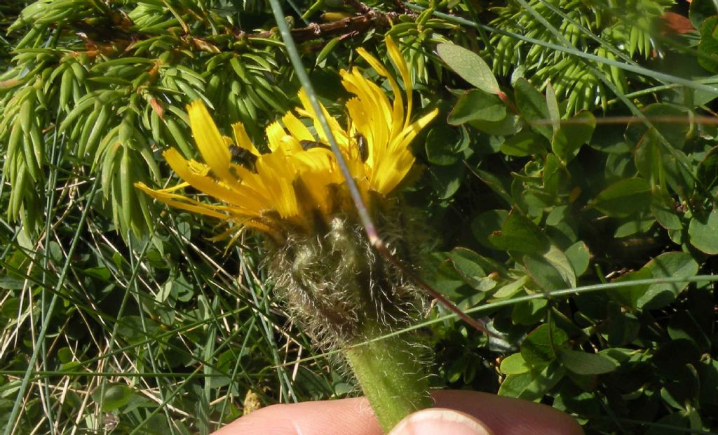 Potrebbe essere Arnica montana?  No, Hypochaeris uniflora