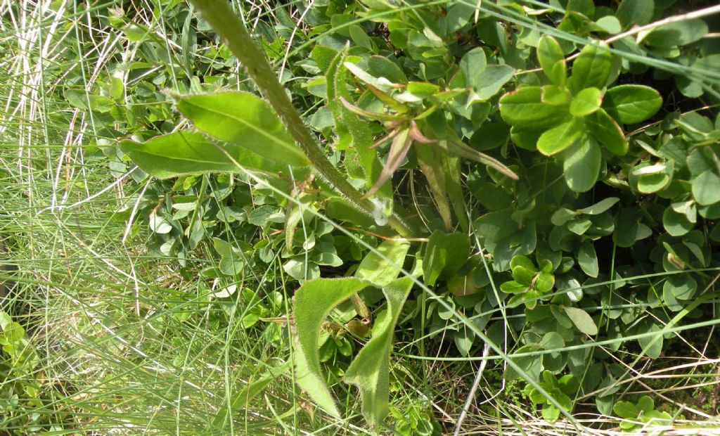 Potrebbe essere Arnica montana?  No, Hypochaeris uniflora