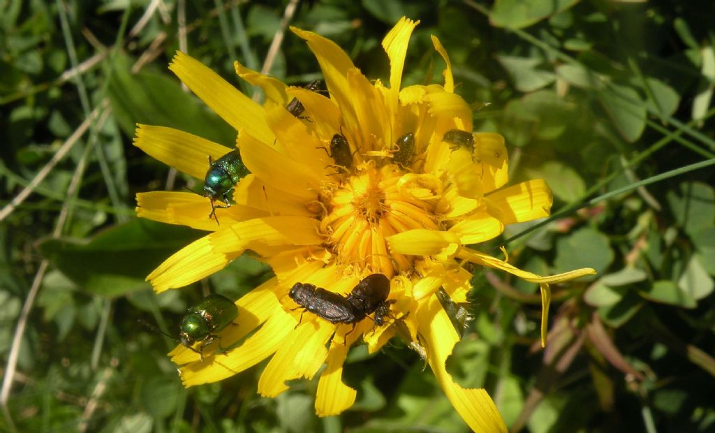 Abbuffata di Chrysomelidae