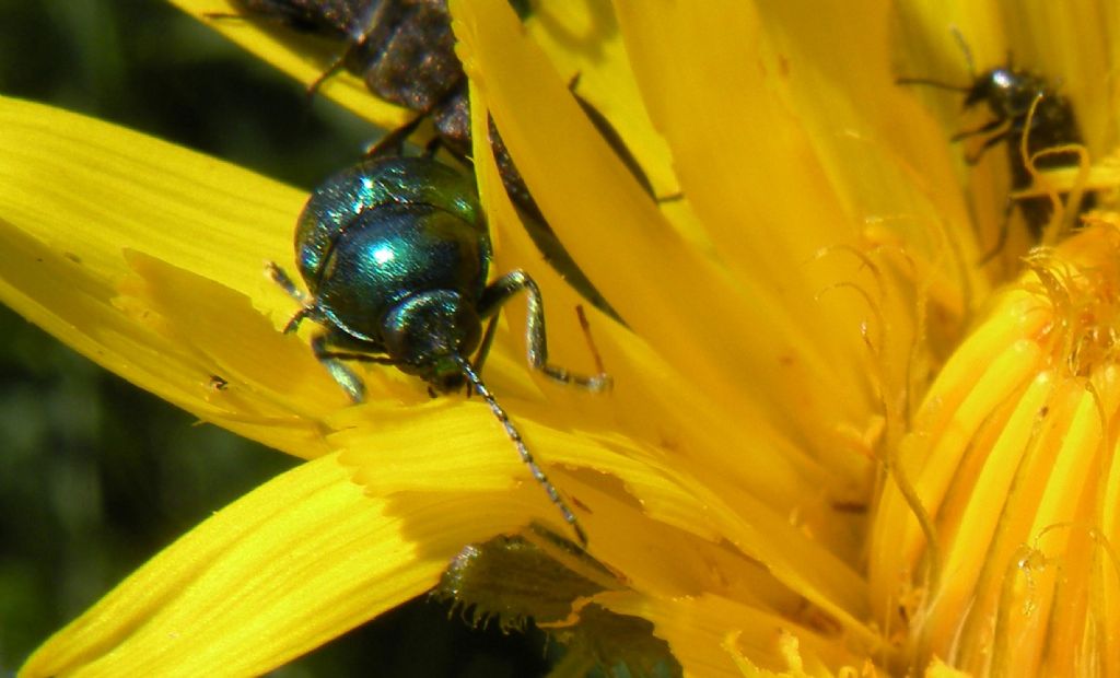 Abbuffata di Chrysomelidae