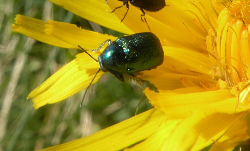 Abbuffata di Chrysomelidae