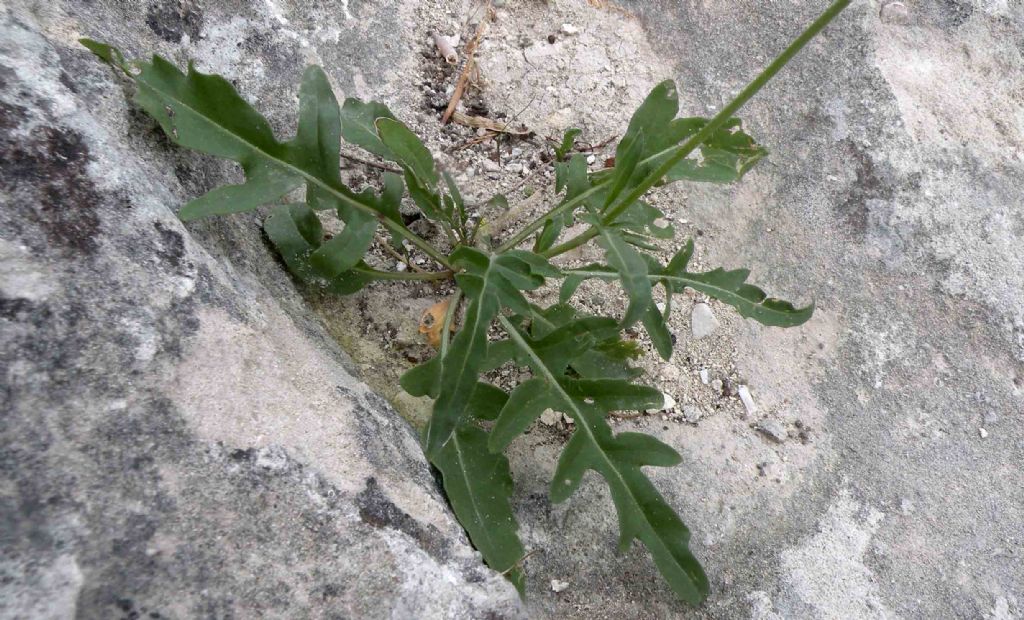 Brassicaceae: Diplotaxis cfr. tenuifolia