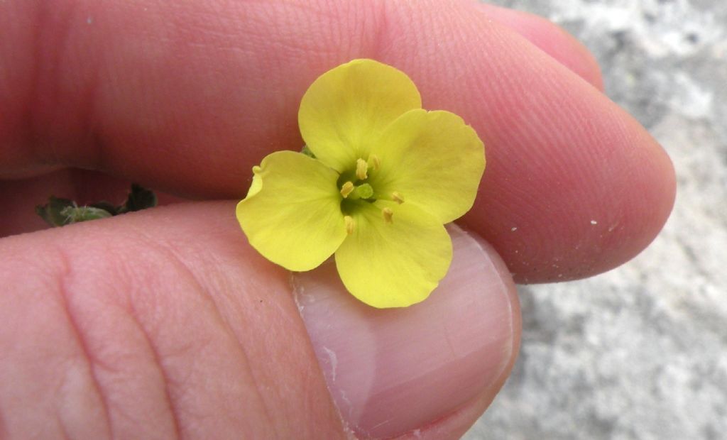 Brassicaceae: Diplotaxis cfr. tenuifolia