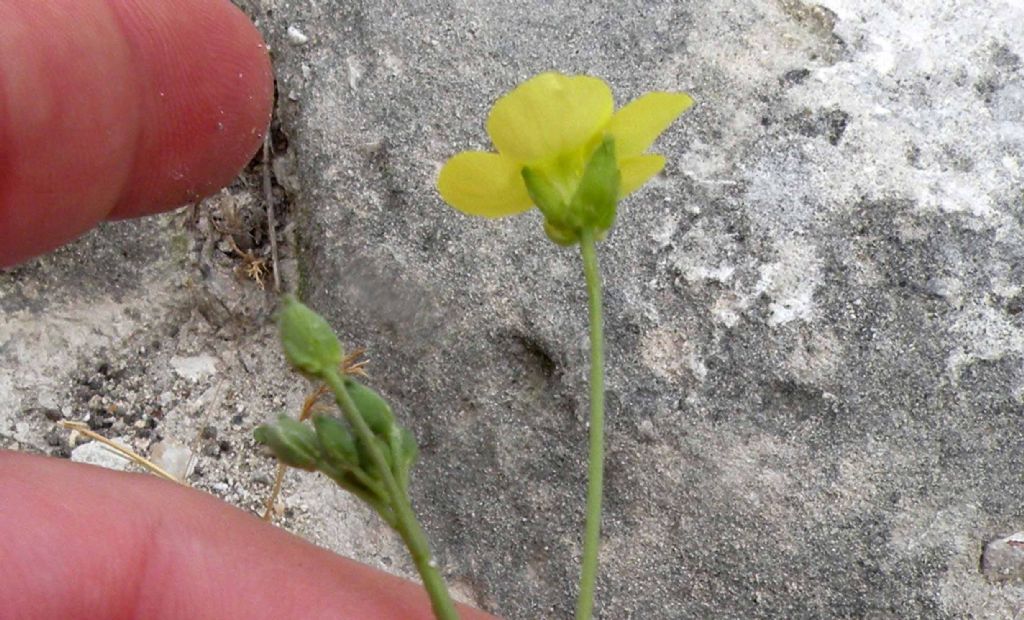 Brassicaceae: Diplotaxis cfr. tenuifolia