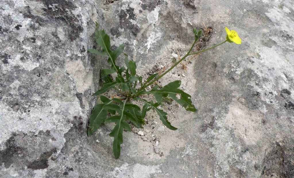 Brassicaceae: Diplotaxis cfr. tenuifolia